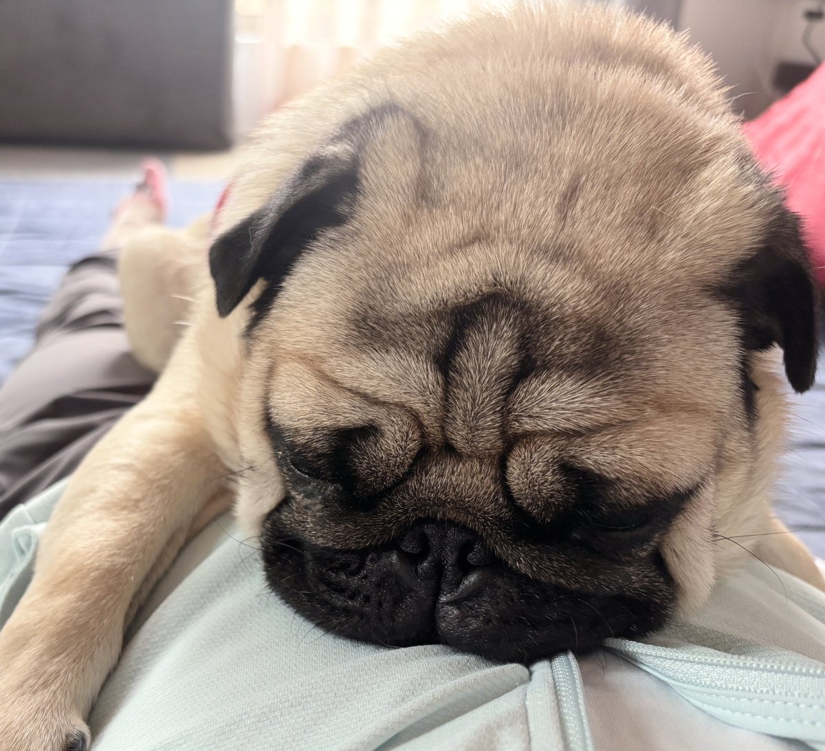 chachamaru_pug's tweet image. 私の上でしがみついて寝る茶々丸
こんなに可愛くていいのだろうか🥹

#pug #パグ