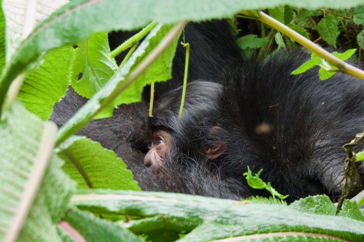 Dian Fossey Gorilla Fund (@savinggorillas) on Twitter photo It's time to celebrate! ๐ 
Nzeli gave birth on June 19. This is wonderful news, especially since Nzeli, who turns 40 in September, moved to Mutoboโs group only a year ago. Mutoboโs group now has 18 gorillas! ๐ 
๐ธ Josue Nsengiyumva It's time to celebrate! ๐ 
Nzeli gave birth on June 19. This is wonderful news, especially since Nzeli, who turns 40 in September, moved to Mutoboโs group only a year ago. Mutoboโs group now has 18 gorillas! ๐ 
๐ธ Josue Nsengiyumva