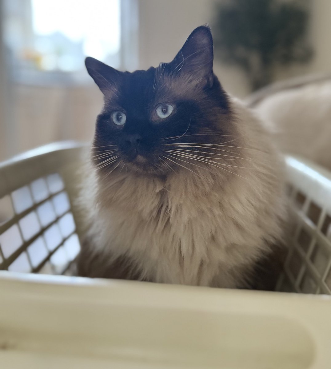 I take my laundry responsibilities very seriously. #catboxsunday