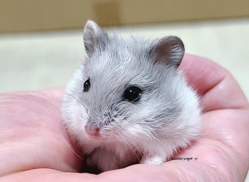 hamuranger_01's tweet image. 5/31生まれ
🐹♂

~Blue Platinum

#キャンベルハムスター
#ハムスター