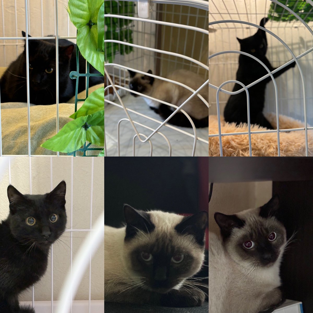 こちらもリポスト嬉しいです！

一部を保護猫団体様への寄付と資金に使わせていただきます。

ビッグシルエットの感謝セールのランダムセットです。メンズにも。
ビッグシルエットニット＋小物のセット

他の受注と同時開催です。

⏰ 7/7(月)21:00〜7/12(土)23:59まで

🛒 lateliardemion.cart.fc2.com/ca0/284/p-r-s/