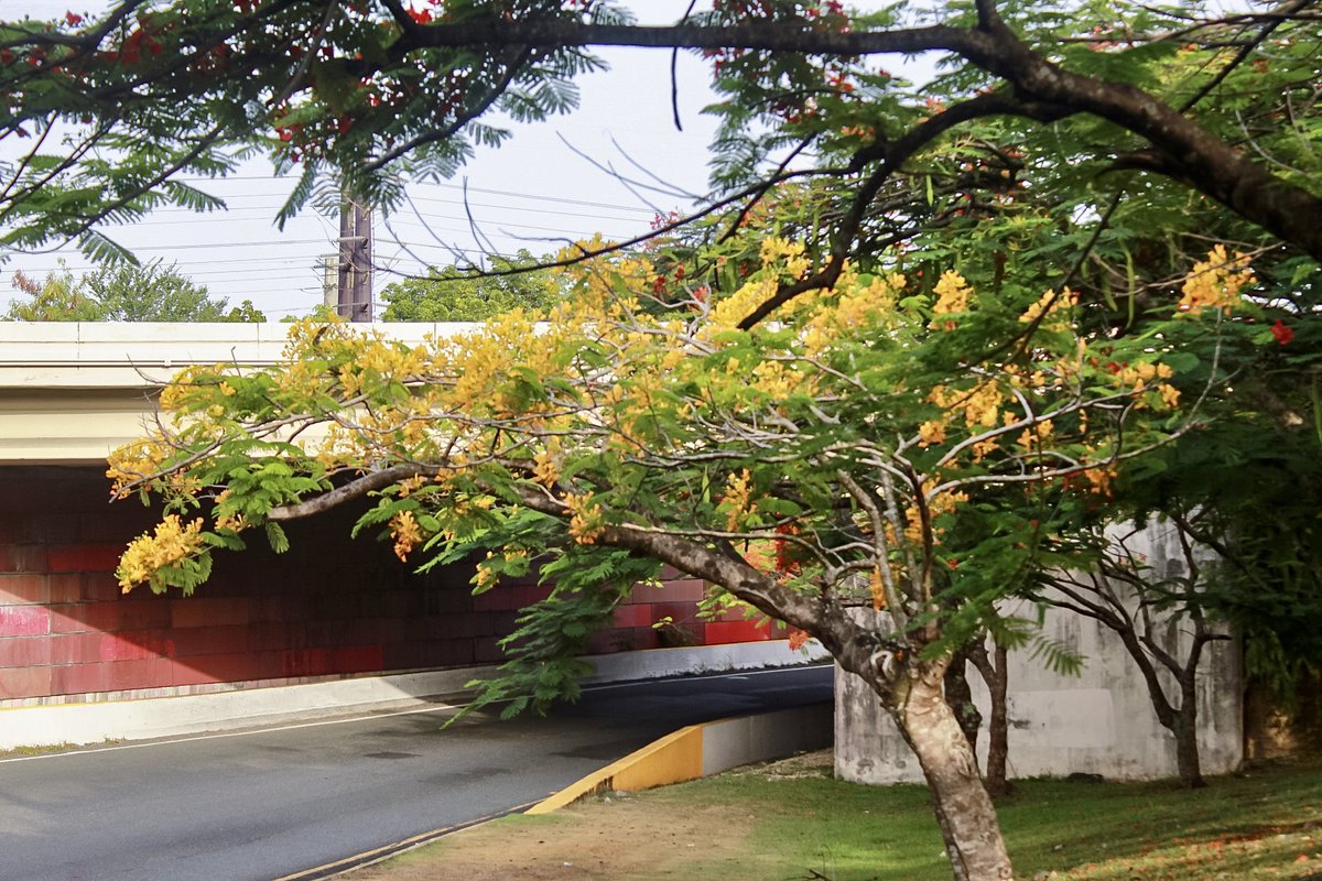 Jowie Otero (@jowie_otero) on Twitter photo Hoy tomé tiempo de fotografiar los flamboyanes en la salida de la Baldorioty para la 65. Este fué el resultado. <a href="/Fernando_AF14/">Fernando Aymat 𝕏</a> <a href="/alvarosayan049/">Álvaro Sayan</a> <a href="/AtabeyPhotog/">Atabey Photography</a> <a href="/CycloforumsPR/">CycloforumsPR</a> <a href="/DeborahTiempo/">Deborah Martorell</a> <a href="/FlorLluch/">Flor Lluch</a> <a href="/GuaybanaJota/">RealJota</a> <a href="/NormaOrtizRodr4/">Norma Ortiz Rodriguez</a> <a href="/BoricuaVasca/">Vascaboricua</a> <a href="/SLopezTiempo/">Suheily López Belén</a> <a href="/Carlostoletv/">Carlos Tolentino</a> Hoy tomé tiempo de fotografiar los flamboyanes en la salida de la Baldorioty para la 65. Este fué el resultado. <a href="/Fernando_AF14/">Fernando Aymat 𝕏</a> <a href="/alvarosayan049/">Álvaro Sayan</a> <a href="/AtabeyPhotog/">Atabey Photography</a> <a href="/CycloforumsPR/">CycloforumsPR</a> <a href="/DeborahTiempo/">Deborah Martorell</a> <a href="/FlorLluch/">Flor Lluch</a> <a href="/GuaybanaJota/">RealJota</a> <a href="/NormaOrtizRodr4/">Norma Ortiz Rodriguez</a> <a href="/BoricuaVasca/">Vascaboricua</a> <a href="/SLopezTiempo/">Suheily López Belén</a> <a href="/Carlostoletv/">Carlos Tolentino</a>