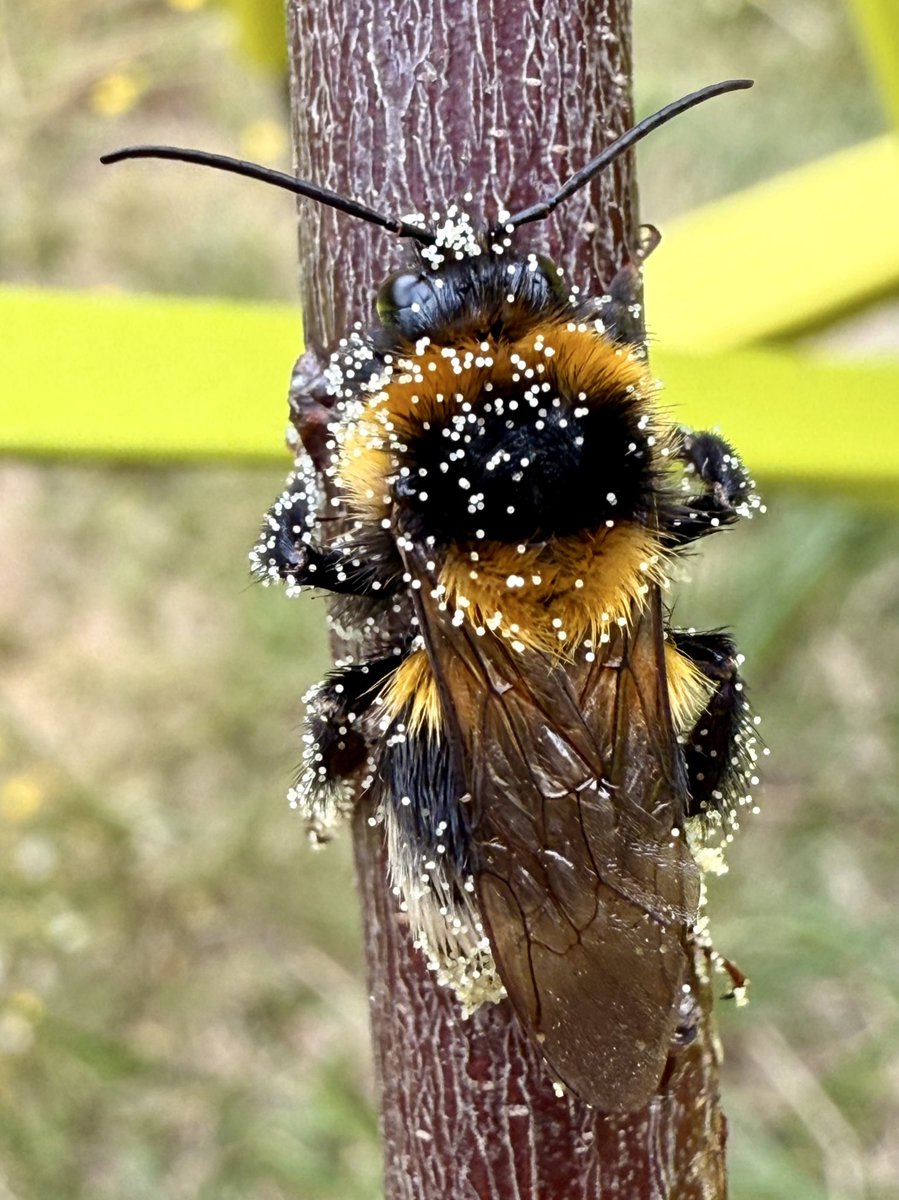 J’ai trouvé un petit bourdon plein de pollen il est pas ADORABLE ?