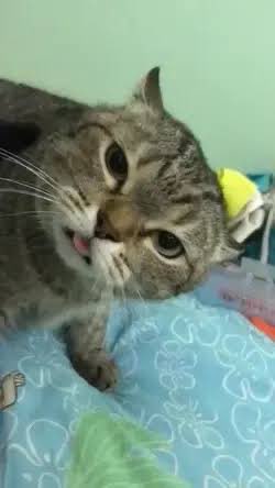 Wirtz kasih umpan:               Nunez nerima bola: