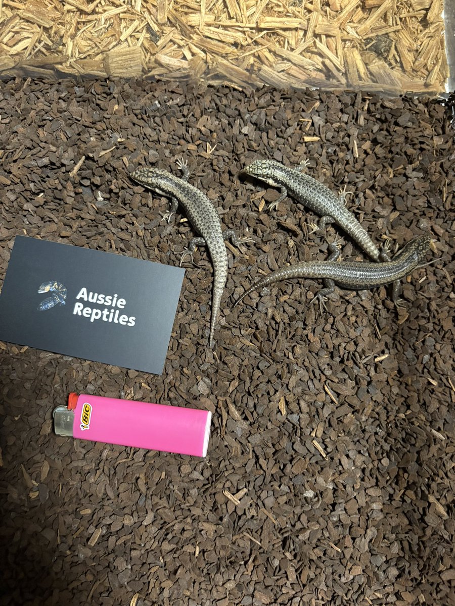 AussieReptiles's tweet photo. 今年はイマイチ実績が遅くと言うか少なく😅ようやく少しずつご紹介できそうです…こちらも最近流通の少ないストリオラータイワトカゲ🦎私は人気ないのわかってる種程、流通がなくなり希少価値が出る為長期間大切に残す努力を…と考えます！商売とは逆行するのですが長い目で見れば今は◎🤭✨親も最低2系統は維持しておりますので是非ご質問下さい♪今期は2系統5匹のみとなります…。#ストリオラータイワトカゲ