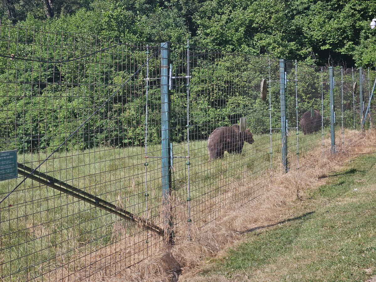 Fun trip to <a href="/LibeartyBears/">Libearty Sanctuary</a> near #brasov today, very interesting..

Having quite the #travelblogger week with lots of new experiences.