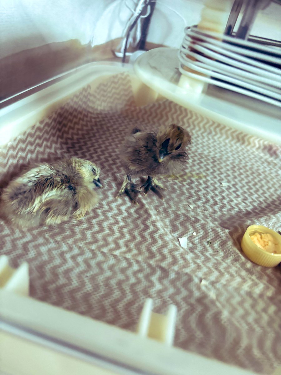 2羽産まれました🐣🐥