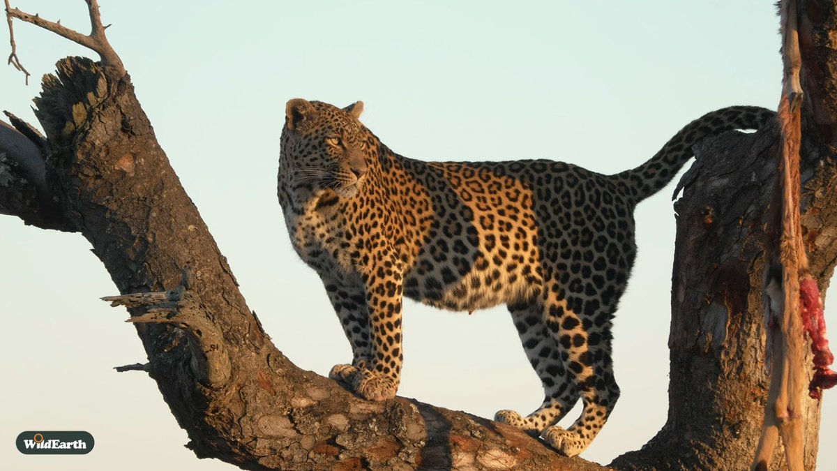 Happy Sunday Funday friends, Jarrett and Tadiwa will be your directors, and Nadine will be chatting away. Got any questions or comments? Please do send them our way. wildearth.tv/questions/ #wildearth