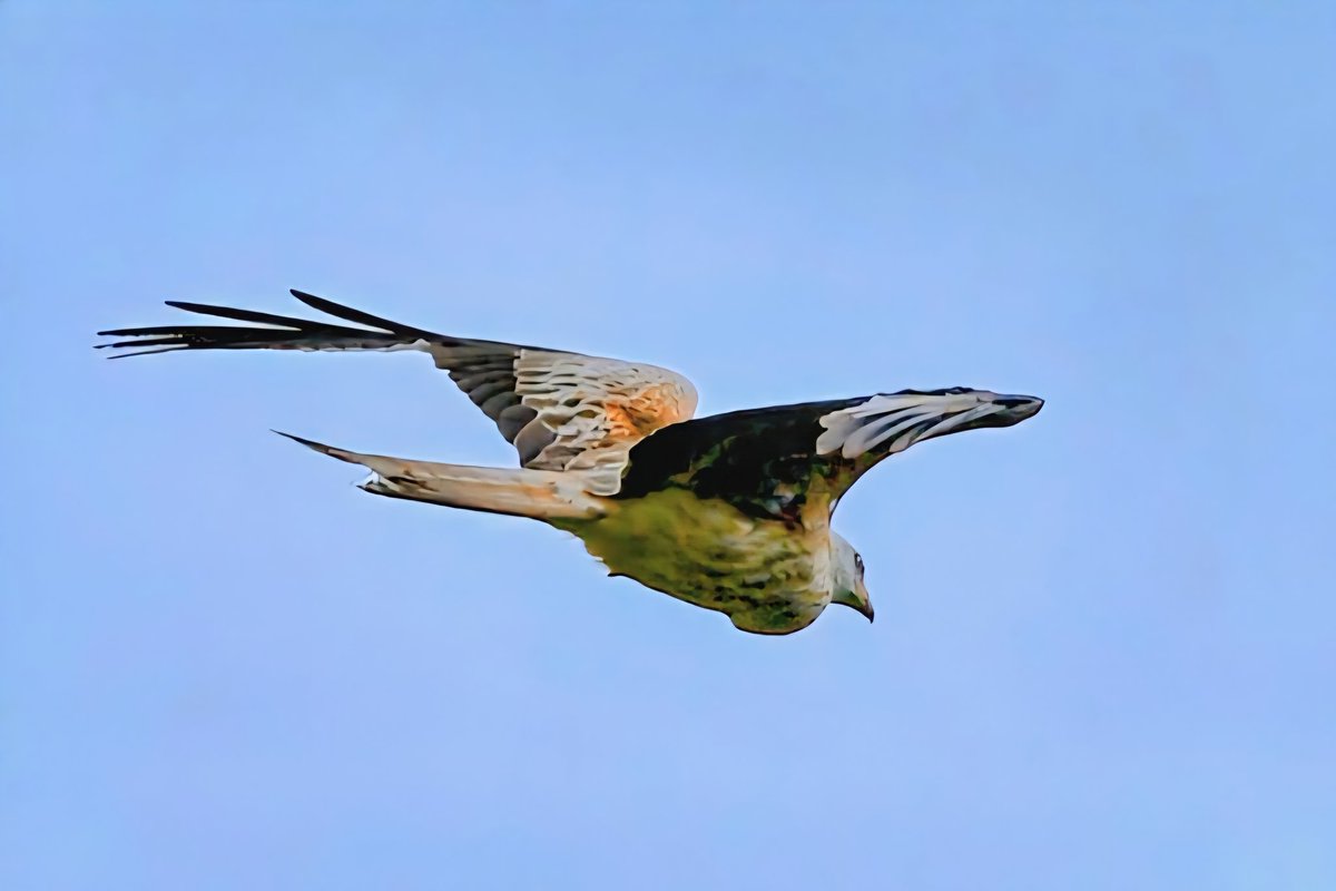 HeystekJ's tweet photo. #rodewouw #wouw #redkite #rotmilan #birdofprey #birds #BirdsSeenIn2025 #birdphotography #vogels #vogelfotografie #vroegevogels_bnnvara #vogelspotten #wildbird #wildlifephotography #NaturePhotography @vogelbeschermingnederland @VroegeVogels #nikon #nikonphptograph #photoeveryday https://t.co/zslmUfhfC8