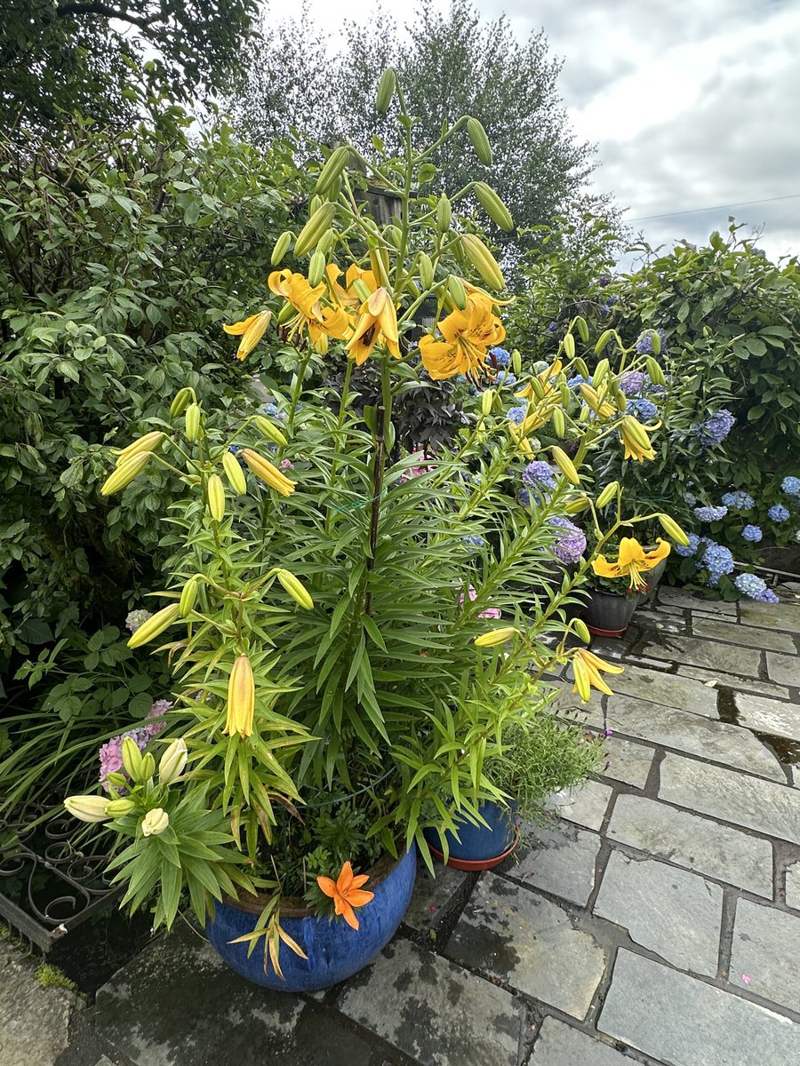 Lily just comes up every year don’t do anything special to it. It’s taller than me this year 🤔 #flowers #gardening