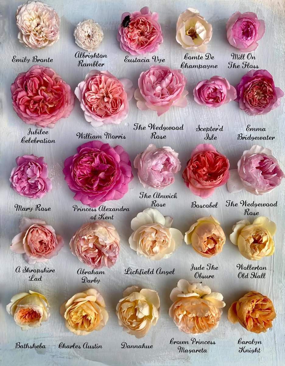 #Roses in a #bridal #bouquet are timeless.  Do you see a favorite, or two, here?  😊

#bridalbouquet #weddingday #bridetobe #ido