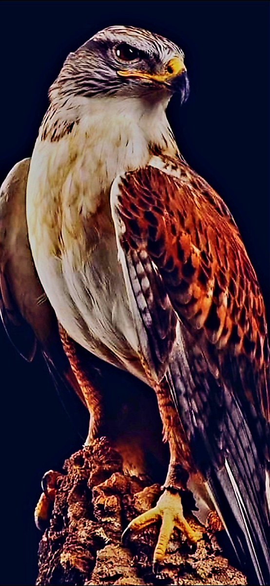 #تدل_دربها
من يشابه صاحبي راعي الدلال 
ينتخي ويا النشاما وشانها 
والحسب ويا النسب زاهي بكمال 
بين عم وخال حاوي اركانها 
في سموه بالمعاني له ظلال 
وفي شموخ العز هو ميدانها