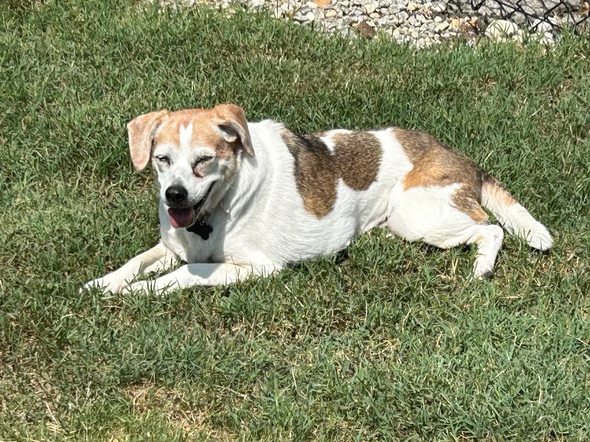 Adoptable senior beagle of the day-POLLY! tribeagles.org/product/polly-…