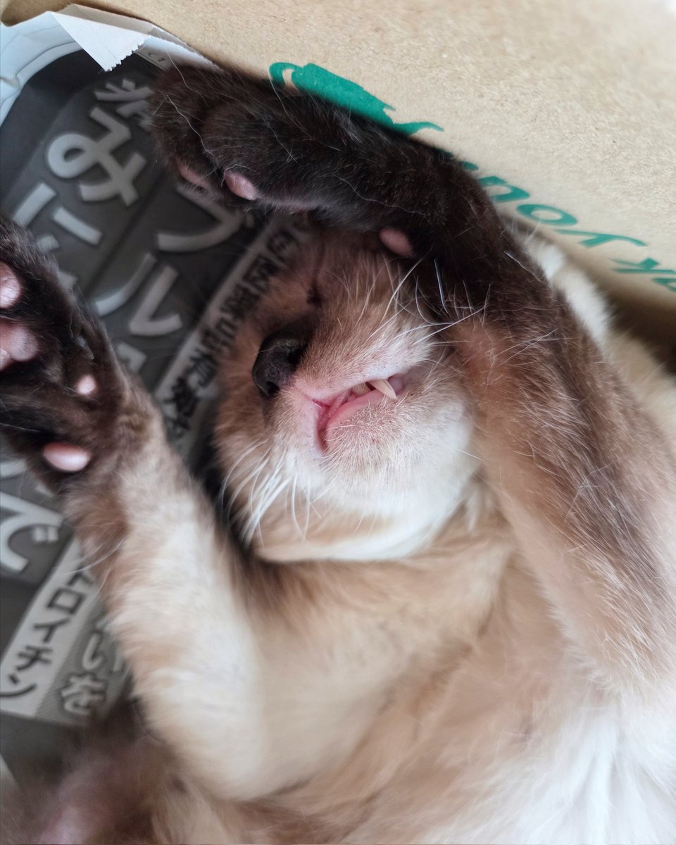 ダンボールベッド、気に入ったようです。
#猫 #ねこ #元保護猫