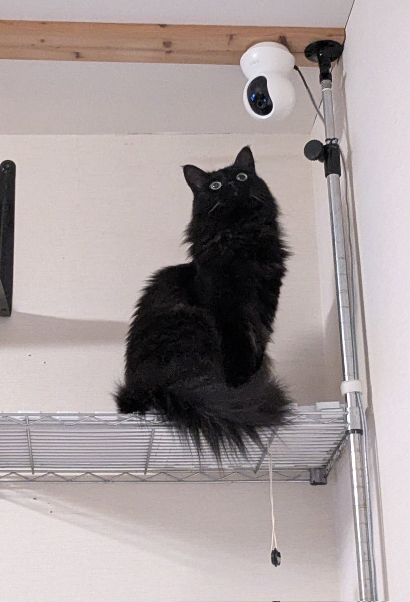 nekobanban222's tweet image. #ねこのいる暮らし

カメラを監視するネコ
