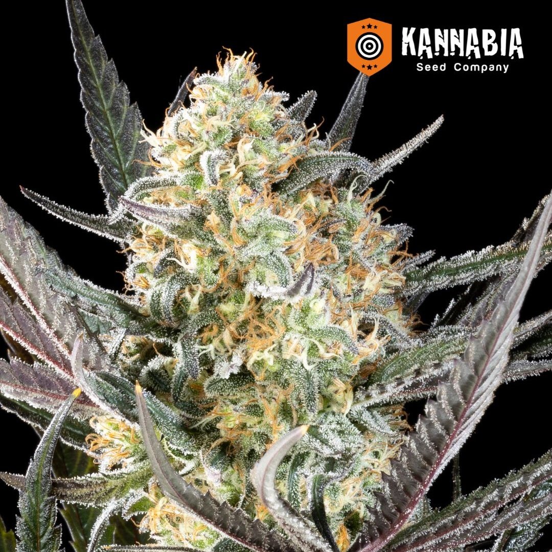 Kannabia_Samen's tweet image. Sichern Sie sich -35% #Rabatt auf den #AppleFritter von @KannabiaSeeds 🌱🫘 mit #Rabattcode ➡️ USA35 ⬅️ 🛒
ℹ️👁🌿👇:
kannabia.com/de/feminiziert…