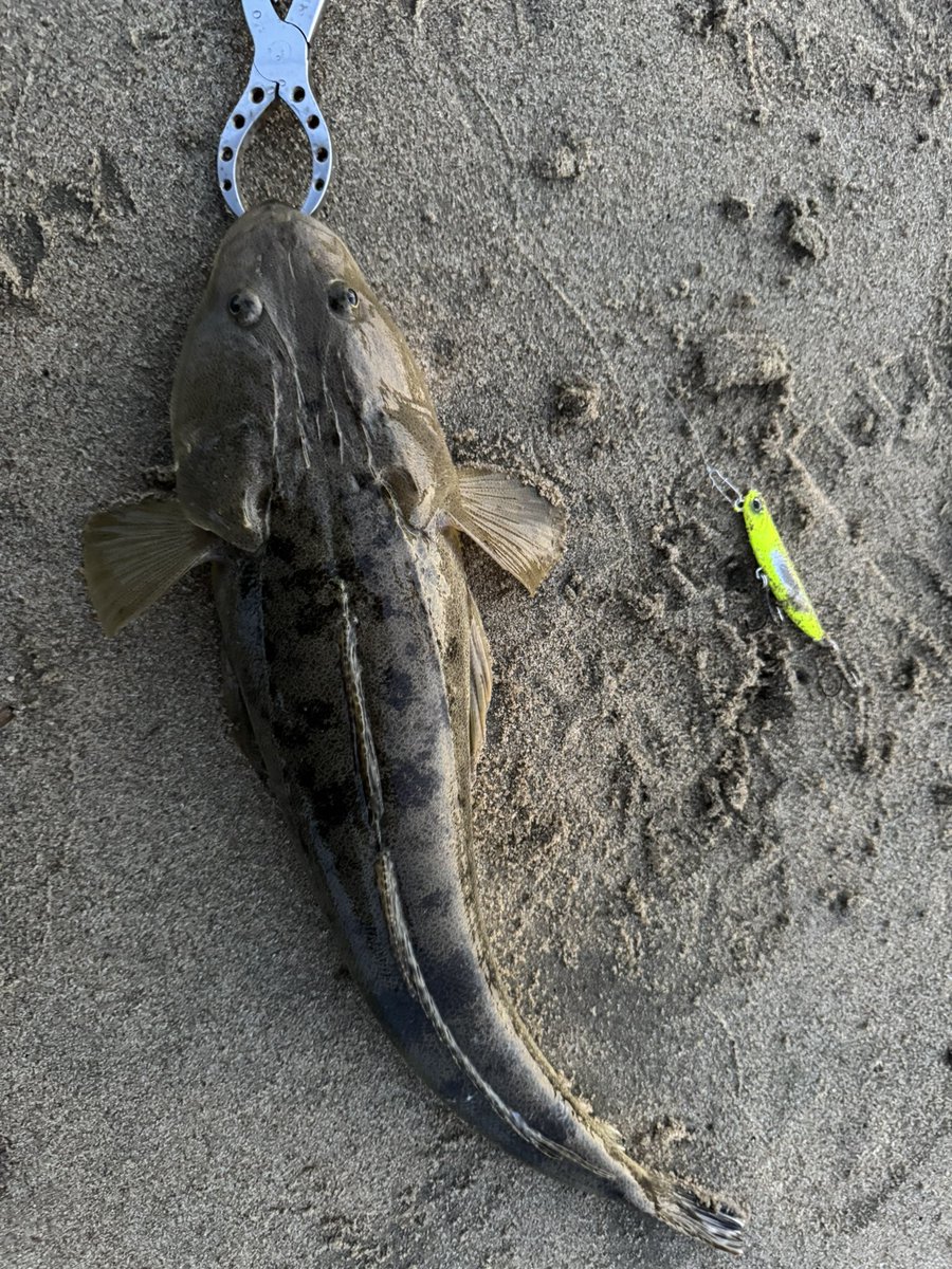 ちょっと時間できたから久々にサーフ
夕方から行ってナイトやろうと思ったけど、すぐ釣れたから帰ってきた🤏

おデブないいサイズ