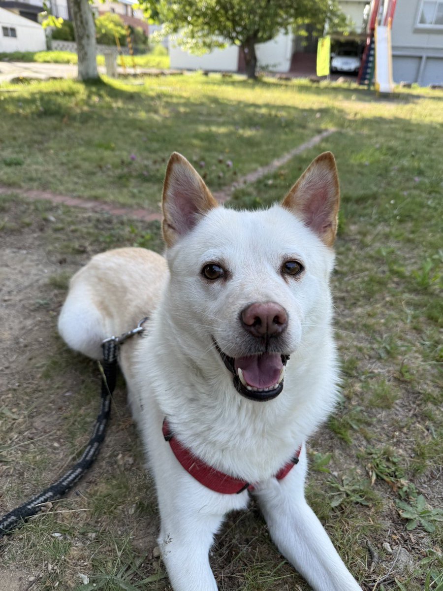 hdemr0611's tweet image. 皆様にお願いがあります。北海道札幌市豊平区月寒東で友達のわんちゃんが逃げました。名前は翔平。北海道犬の8歳。2階の窓から逃げたかもで怪我アリかものこと。
拡散してください。お願いします。　本当に可愛いいい子です。
#札幌迷子犬　#迷い犬　#北海道迷子犬
#北海道犬 #迷子犬掲示板