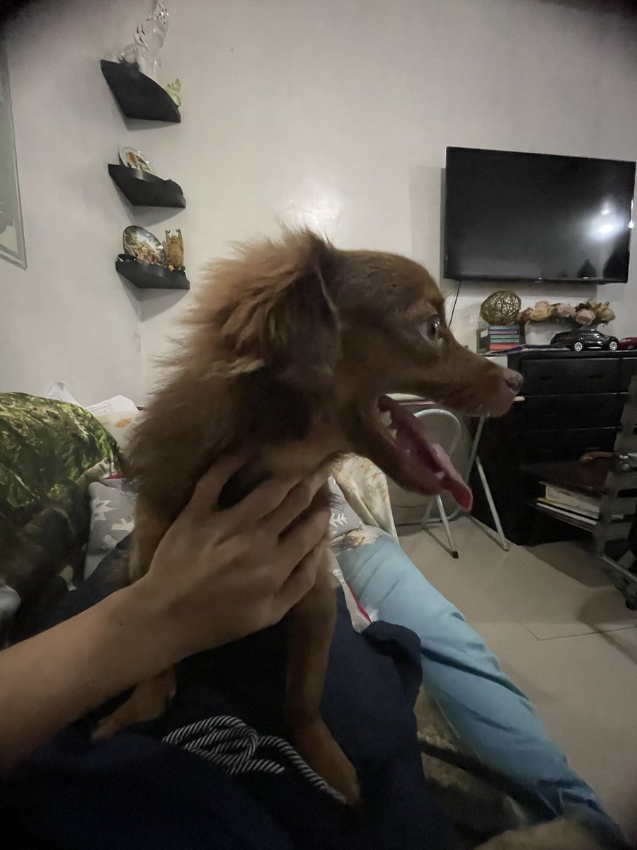 imduranrey's tweet image. With my love frofro 🥰

#everydayrey