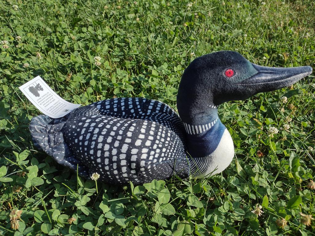 While visiting one of the <a href="/OntarioParks/">Ontario Parks</a> this weekend, I got this beautiful plush replica of a Loon! 🌳

It is so cool that all proceeds go to support the 330 provincial parks in Ontario. 🏞️

<a href="/ONenvironment/">Environment Ontario</a>