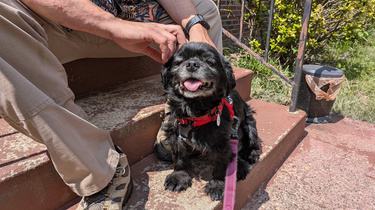 Day 6: begins with M

Me! I begin with M! Mathew for the win! 
Also <a href="/MirisHaven/">Miri’s Haven Senior Dog Rescue</a> begins with M. They saved me. 

#dogsoftwitter #PostAFavPic4VioletJul25 
#adoptmyfoster <a href="/Violet_theNewfy/">Violet the Newfy</a>
