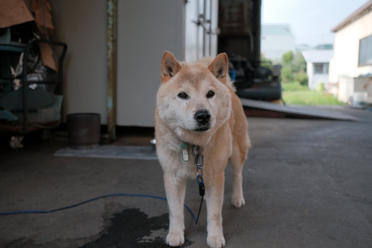 shibakenseichan's tweet image. 今日は日曜日だけど仕事をした後、沼津市の石田茶業さんへ。
シバちゃんは15歳も超えたようですが、暑い中頑張ってました。
シバちゃんまだまだ元気に頑張ってね。
#看板犬に会いに
#XT30　#XF23mmF2
@ishidachagyou