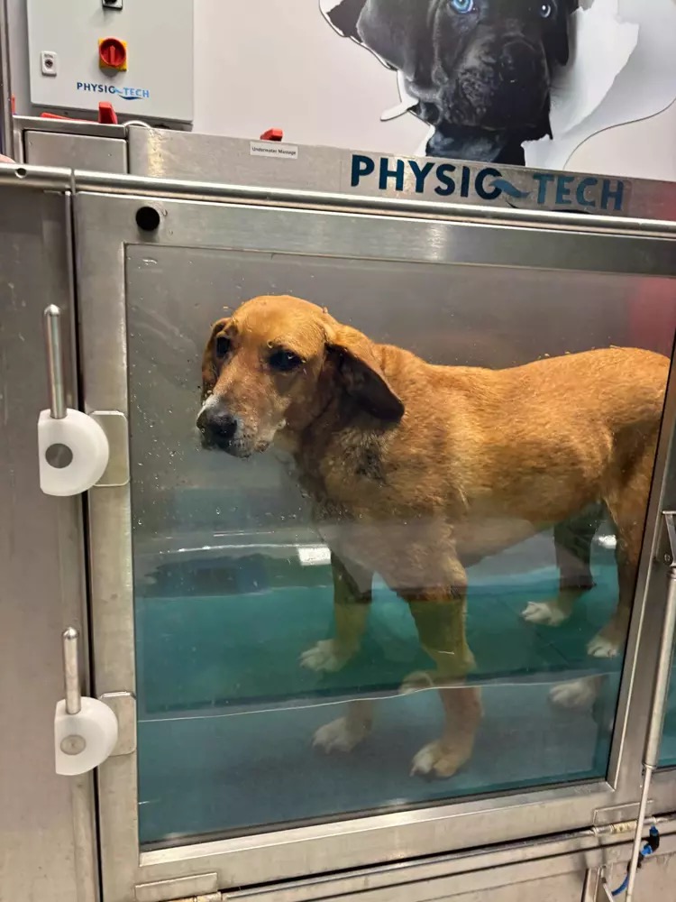 TOBB ETÜ kampüsünde 10 yıldır yaşayan ‘Latte’ adlı köpeğin sağ ön bacağı kemik tümörü nedeniyle kesildi. Öğrenciler, kemoterapi masrafları için kermes düzenleyip destek topladı.