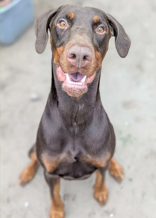 UkRescue's tweet image. Handsome two year old Milo arrived with us yesterday afternoon. He is entire and a lovely, friendly boy.
We'll post updates on him as he settles in and we get to know him (we do know he likes to pose for photos!)
Welcome beautiful boy!