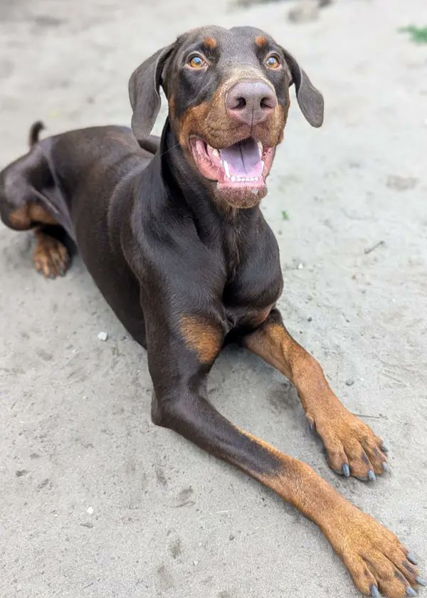 UkRescue's tweet image. Handsome two year old Milo arrived with us yesterday afternoon. He is entire and a lovely, friendly boy.
We'll post updates on him as he settles in and we get to know him (we do know he likes to pose for photos!)
Welcome beautiful boy!