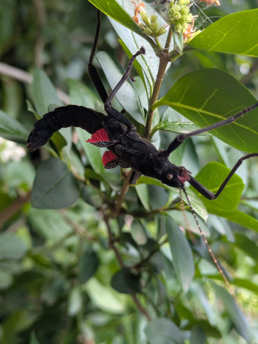 ✅ TRIVIA ANSWER!
When threatened, the Black Beauty Stick Insect (Peruphasma schultei) flashes its bright red wings to scare off predators! 🪲💥

Nature’s version of a warning sign – and it works!
Come see this flashy insect in action at Exotic Zoo 👀🖤

#ExoticZoo #BlackBeauty