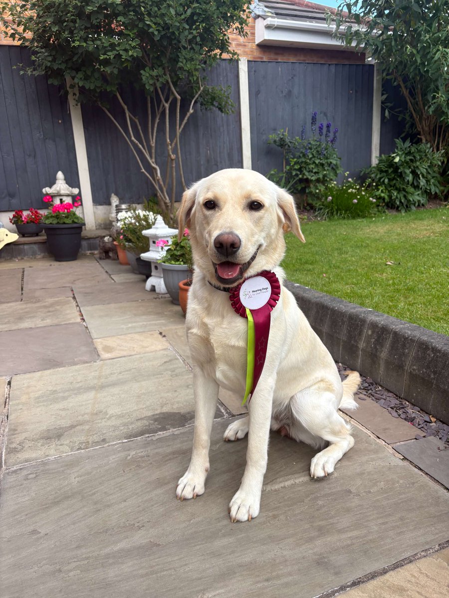 Someone's looking very pleased with themselves 🐶

Gorgeous Georgie has passed the second stage of her hearing dog training, the Puppy 2 Star, and is very proudly showing off her rosette.

Well done Team Georgie 🐾🥰