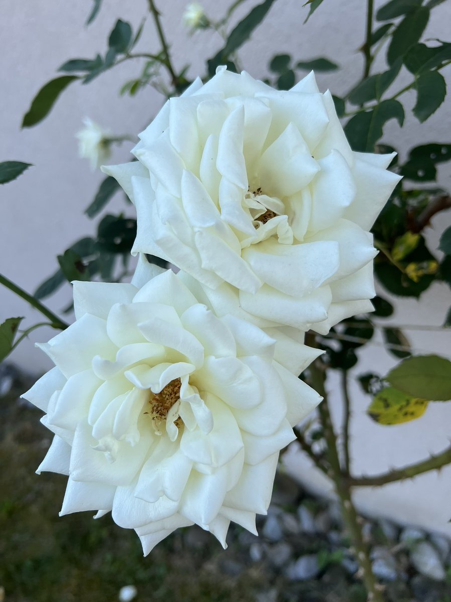 Wishing everyone a beautiful Sunday 🌹🤍.