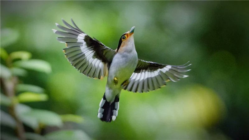 XianlinZeng6's tweet photo. Happy Sunday.
#birdphotography #birdwatching #BirdsSeenIn2025 #BirdsOfTwitter #NaturePhotography #sundayvibes #SundayMotivation https://t.co/NwUDFWIXbR