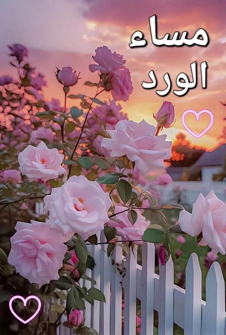 لقلوب لا تحمل إلا النقاء، ولأرواح تنثر الطيب حيثما حلّت🌸💝

#مساء_الخير
#مساء_الخير_والسعاده_للجميع 
#اسعـد_الله_مساءڪم
