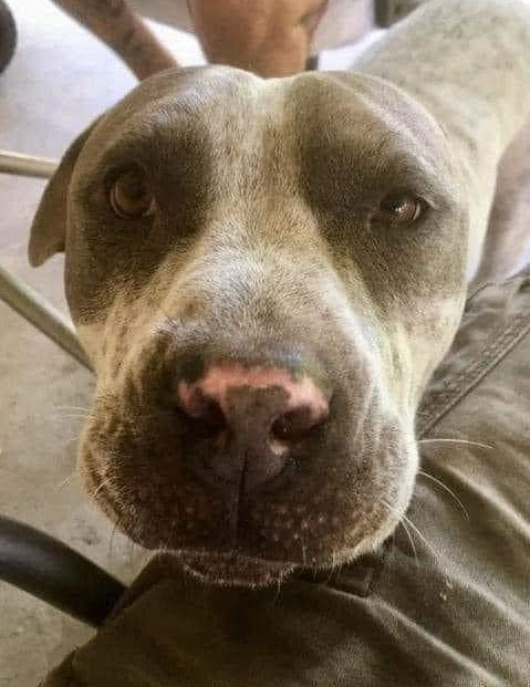 "This is Spot. He was left all alone for two months in my neighbor's backyard, with just a five-gallon bucket of food and a little swimming pool for water. When I finally figured it out, I heard him howling for days. I realized my neighbors had moved away. I carefully went up to