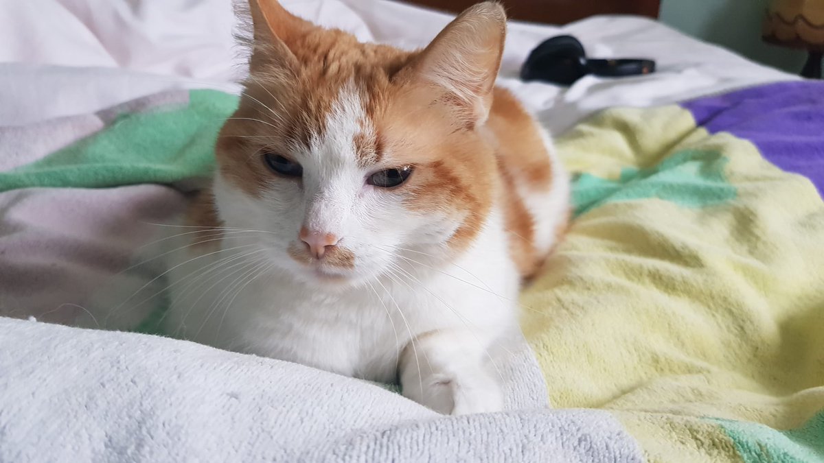 MielleCo's tweet photo. Hello ! On continue not' potite vie avec la corginette Vicky, papy Romy, Lily et Mielle ! Voilà, voilà ! On vous n'aime fort. https://t.co/R0QlSDXyfN