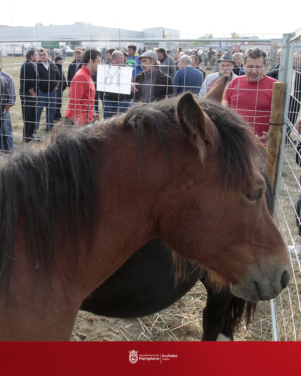 🐴 Una parcela municipal en el polígono de Agustinos acoge este lunes la feria de ganado equino de San Fermín

ℹ️ El Ayuntamiento ha habilitado 121 corrales, en una feria que estará abierta de 7 a 15 horas

#Sanfermines2025 #SanferminesPamplona 

🔎 +INFO: pamplona.es/actualidad/not…