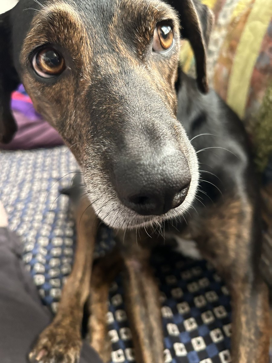 Scritches please 🩵
#sundayvibes