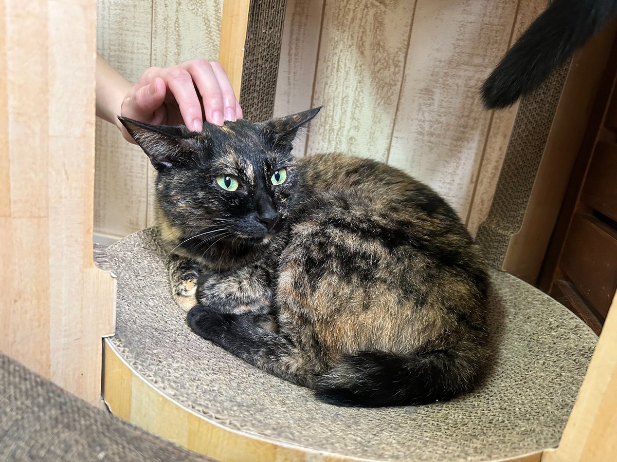 6cky5's tweet photo. 猫のいる生活憧れる( ˇωˇ ) https://t.co/hIKRoew1k4