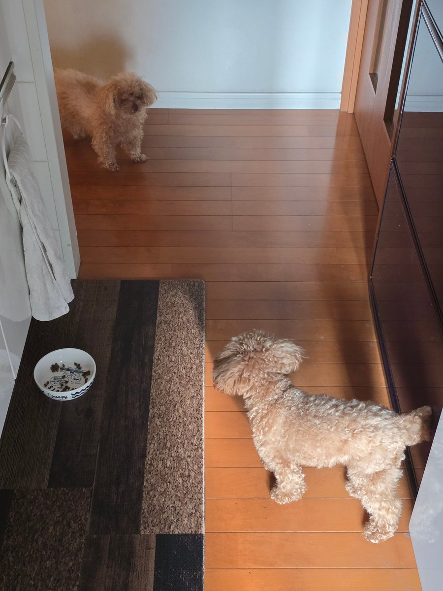 今日でお別れ、はなのご飯を狙う謎のくそでかティーカップちゃん

昔は可愛いかったのに
ってよくみんなから言われてる
辛かったよな、その気持ちよく分かるぜ

休日の夜にそんなこと思ってたら今日土曜日じゃなくて日曜で今から夜勤だった🍣💦
最悪

かわいい🐶🐶