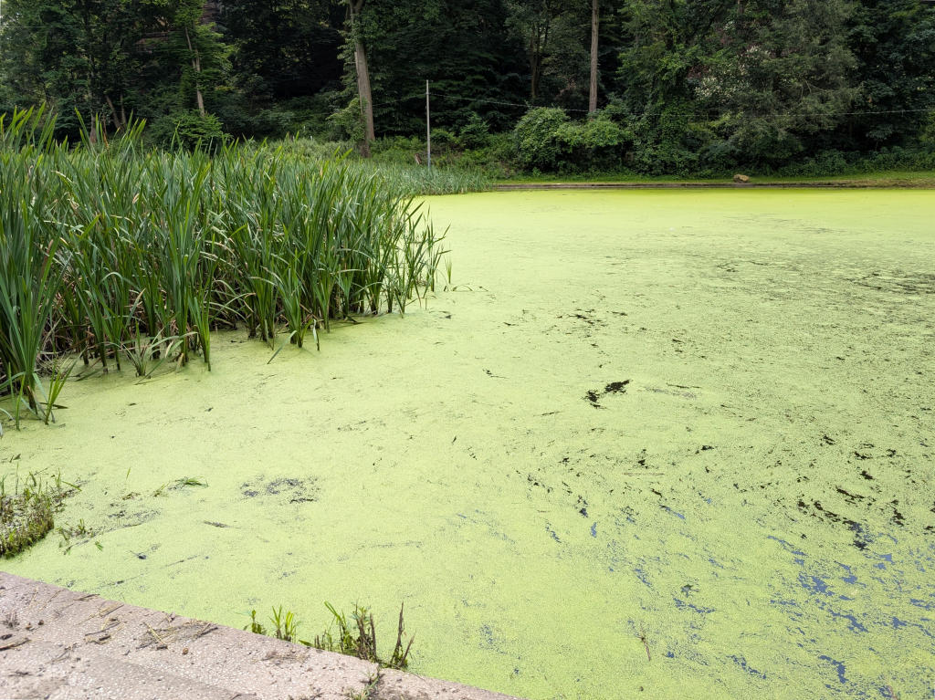What's wrong with Panther Hollow Lake? Some answers at:  birdsoutsidemywindow.org/2025/07/06/wha…