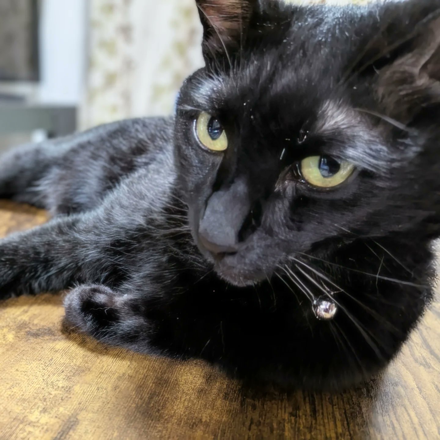 ジョン　ホワイト　キューピー黒猫かぶり ジョン ホワイト キューピー黒猫かぶり