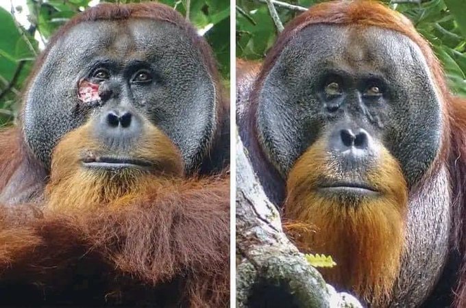 This male sumatran orangutan is Raku: he got a wound on his right cheek. Scientists were surprised to spot him applying a medicinal plant on his face: akar kuning (Fibranaurea tinctoria), a type of climbing vine that acts as an analgesic.

After about 8 days he applied the chewed