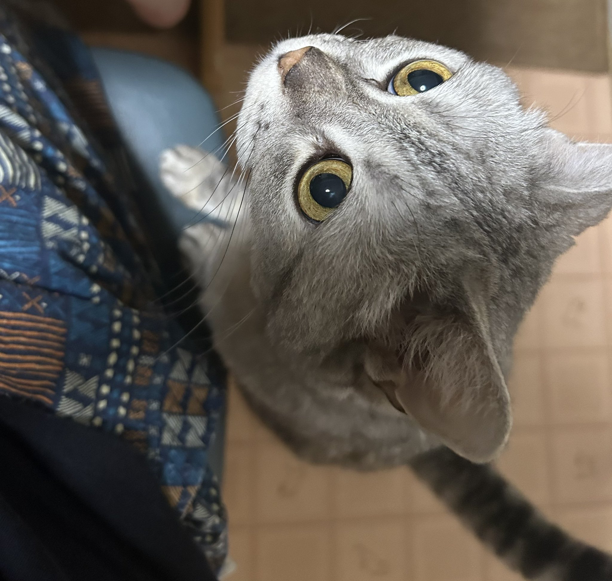 ねこまる ねこまる