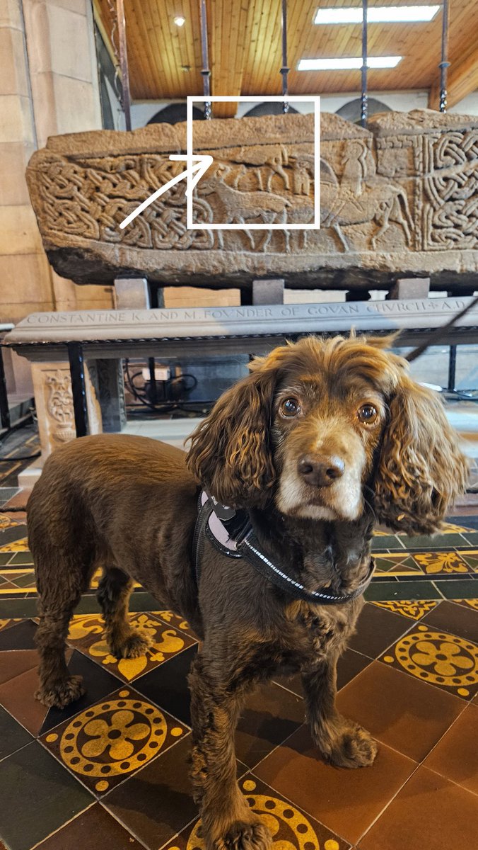 🐕 Bonnie (a VERY good girl) was in to visit the early medieval dog on the Govan Sarcophagus!