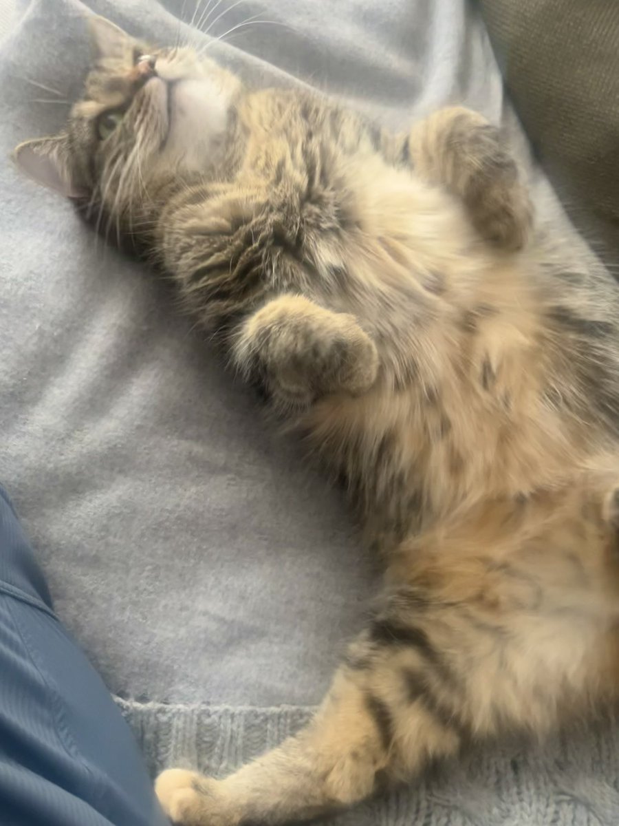 JaneFallon's tweet image. The flipping over! The little leg reaching out to make contact! The smile!!! You can see how happy she is to see me after I’ve been away for a couple of days. Anyone who says cats aren’t attached to their humans (however they show it) has never taken the time to get to know a cat