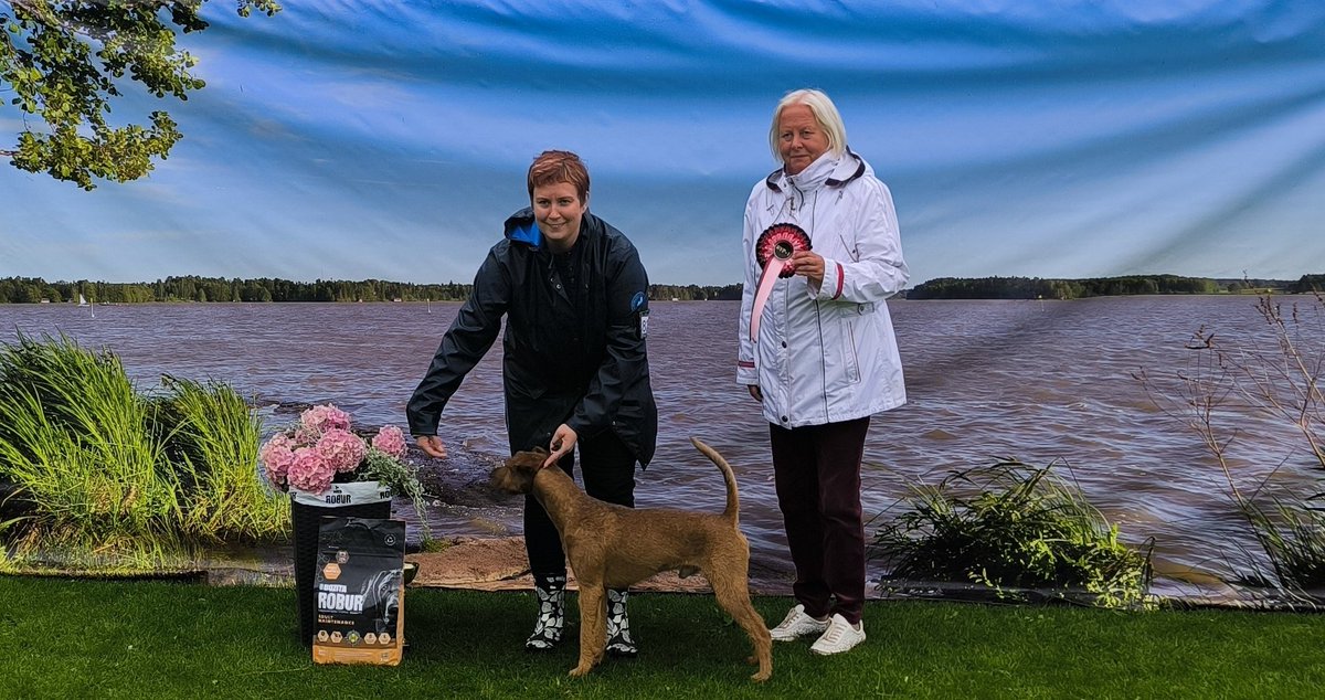 TiinaKeskimki's tweet image. Voittoputki senkun jatkuu. 

#Remu tänään koko terrieriryhmän paras! 😍🎉🙏🏻🐶🥳