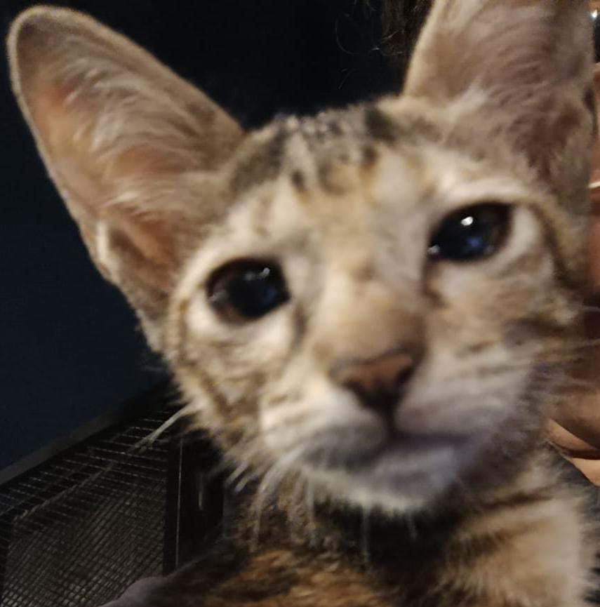 uibaseNG's tweet photo. TO: PELANGGAN SUAR YG MOTONGIN KUMIS KUCING

Lo gila kali ya, lo pikir kumis kucing ga ada fungsinya? Kalo batang hidung lo gua potong lo gimana anjing????? 

Buat pelanggan Suar lain yg ngeliat kelakuan manusia bajingan begini, call out aja!! UI! https://t.co/0hbA3fryN0