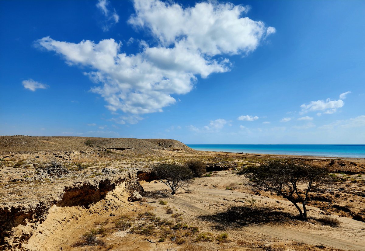 أصدرنا تقريرًا بيئيًا موسّعًا في #البحر_الأحمر_الدولية يوثق 11 منطقة تنوع حيوي بري جديدة، عبر #وجهة_البحر_الأحمر و #أمالا، ويكشف عن أنواع نباتية وحيوانية نادرة، يُرجّح أن بعضها لم يُسجَّل علميًا من قبل. هذا التقرير يُعد مرجعًا رئيسيًا يوجّه خططنا نحو تنمية مستدامة تحقق صافي مردود
