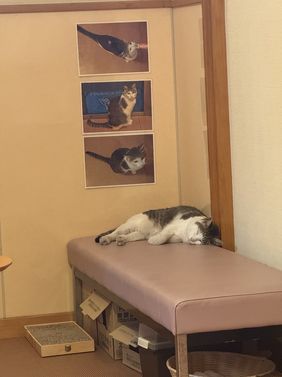 調子に乗って水風呂→熱湯繰り返してたらクラクラして死ぬかと思った…
地元の人達と仲良くなったのにクラクラしすぎて挨拶もせずバタバタ出てきちゃったよ😢猫可愛かった
